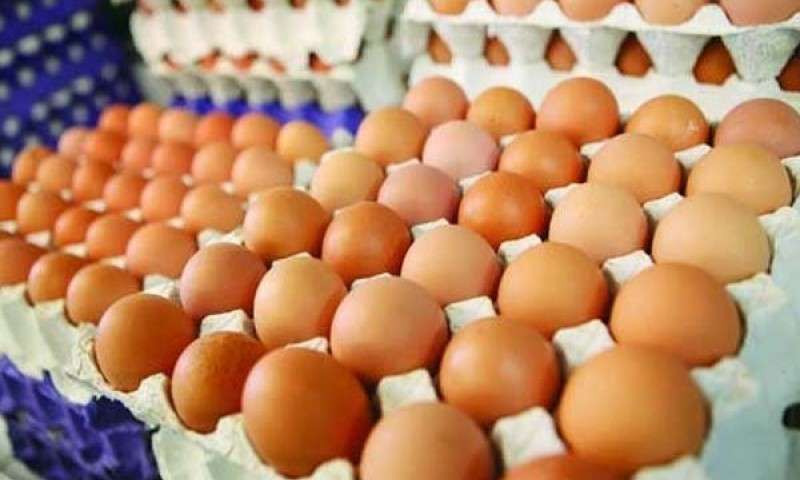 قطر در انتظار تخم مرغ ایرانی!