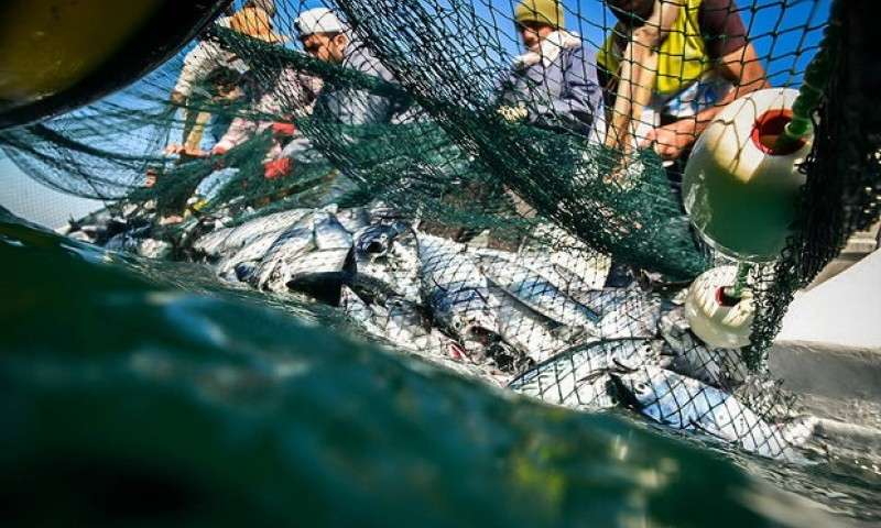 خطر واردات برای تولید ماهی ایرانی!