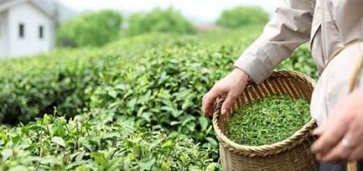 تولید چای مقاوم به خشکی در ایران+عکس