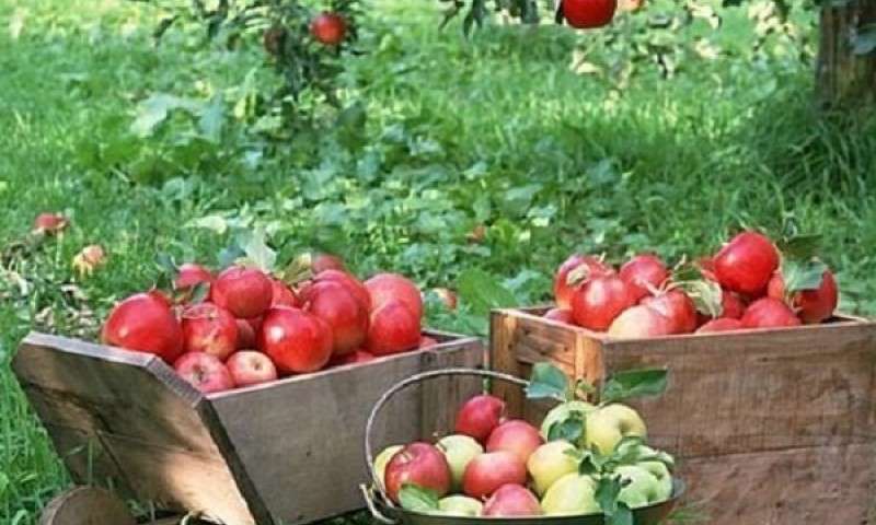 افزایش تولید و صادرات سیب + عکس