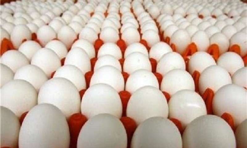 واردان 20 هزار تن تخم مرغ به کشور!