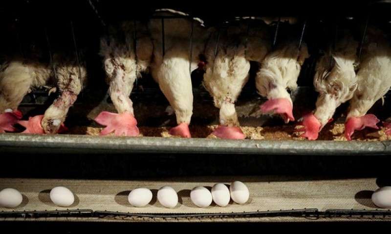 توزیع تخم مرغ در فروشگاه‌های زنجیره‌ای+عکس