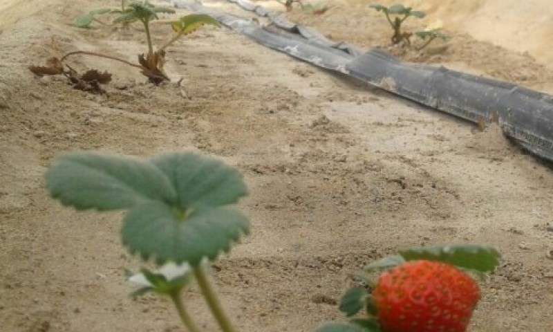 تولید "توت فرنگی" گلخانه ای در "خاش"+عکس