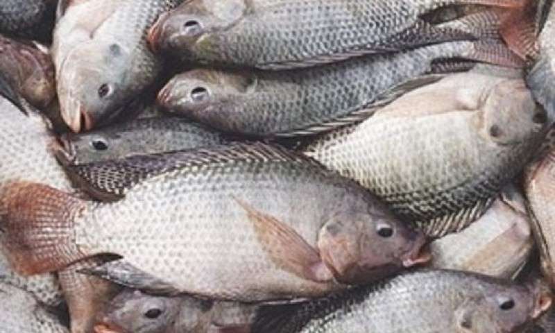 تولیدکنندگان ماهیان گرم‌آبی در ورطه نابودی+عکس