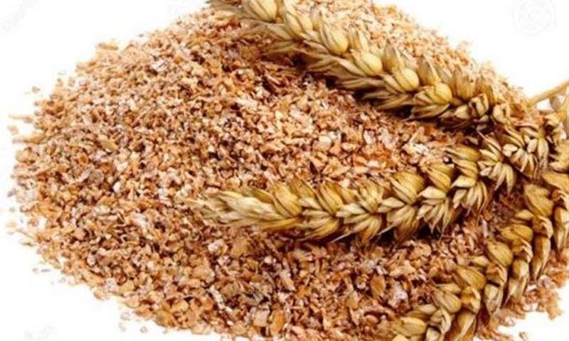 افزایش تولید گندم در ایران +عکس