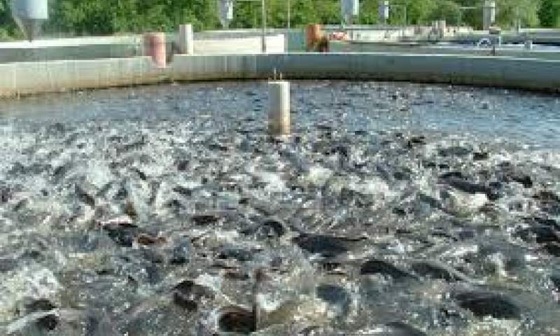 سمینار افزایش تولید ماهی قزل آلا در اراک