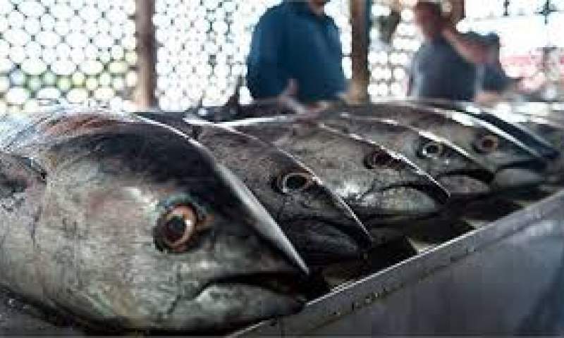 جای خالی آبزیان در سبد غذایی مردم/ از تولیدکنندگان ماهی حمایت شود